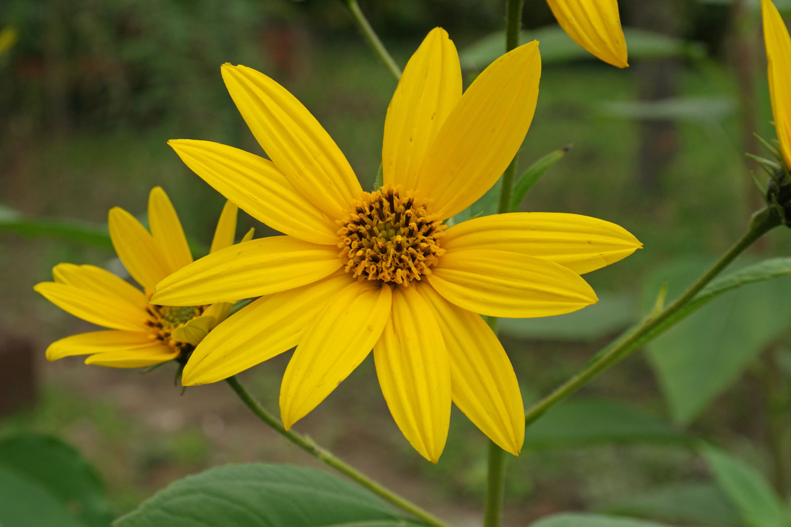 Helianthus tuberosus