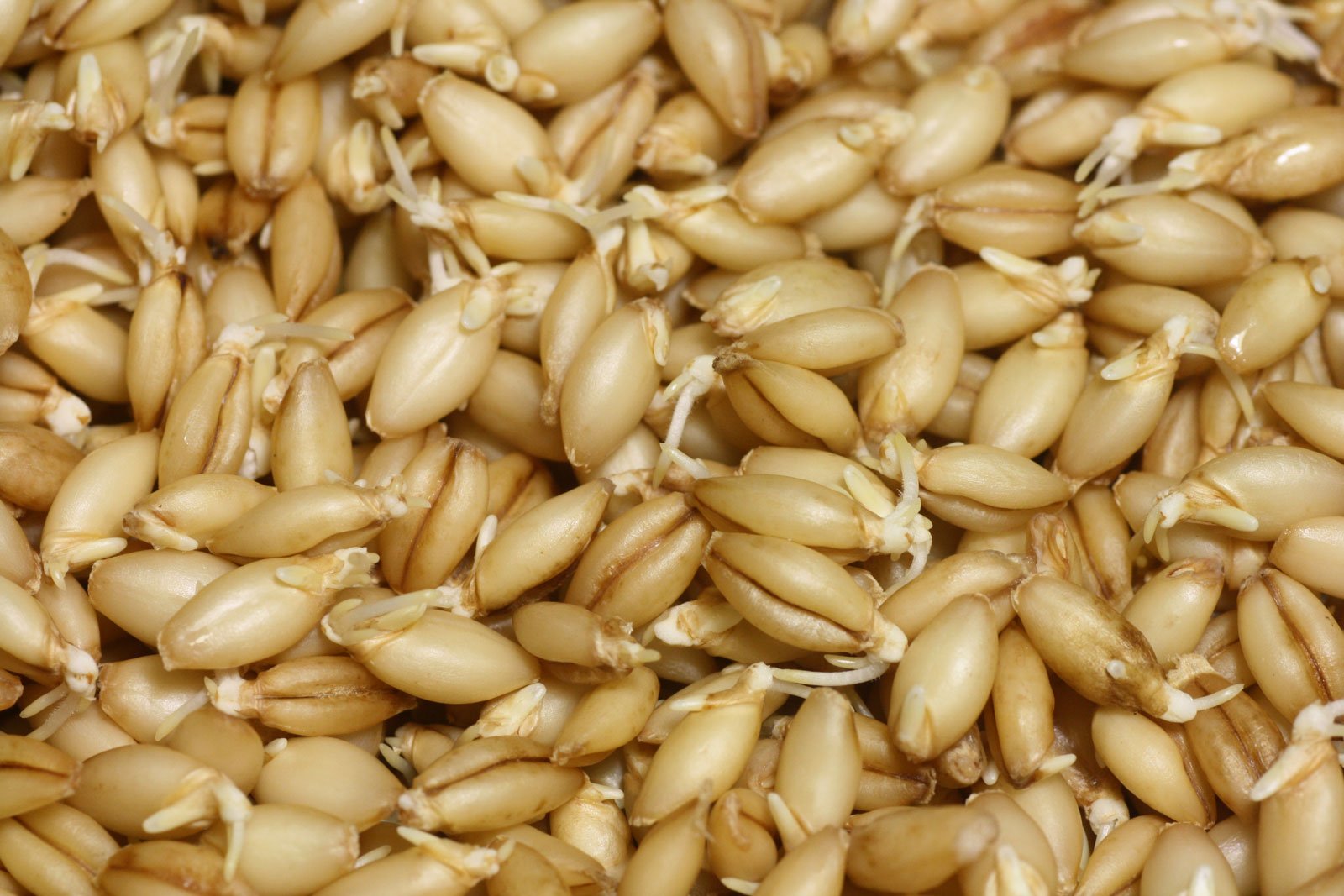 Hordeum vulgare