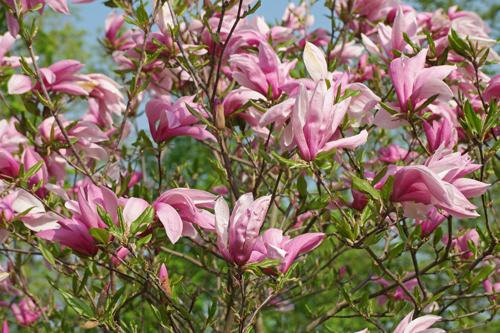Magnolia liliiflora cv.