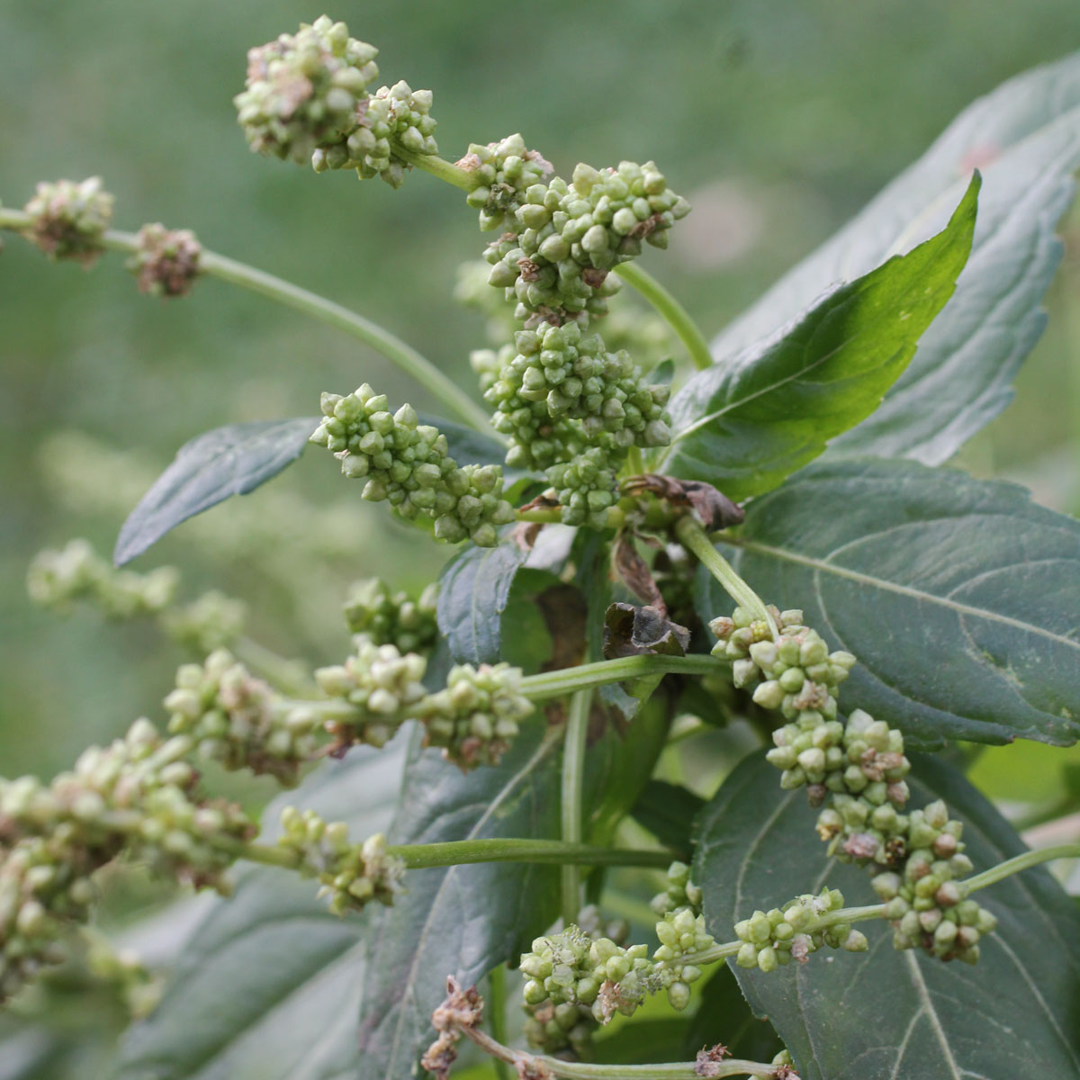 Mercurialis annua