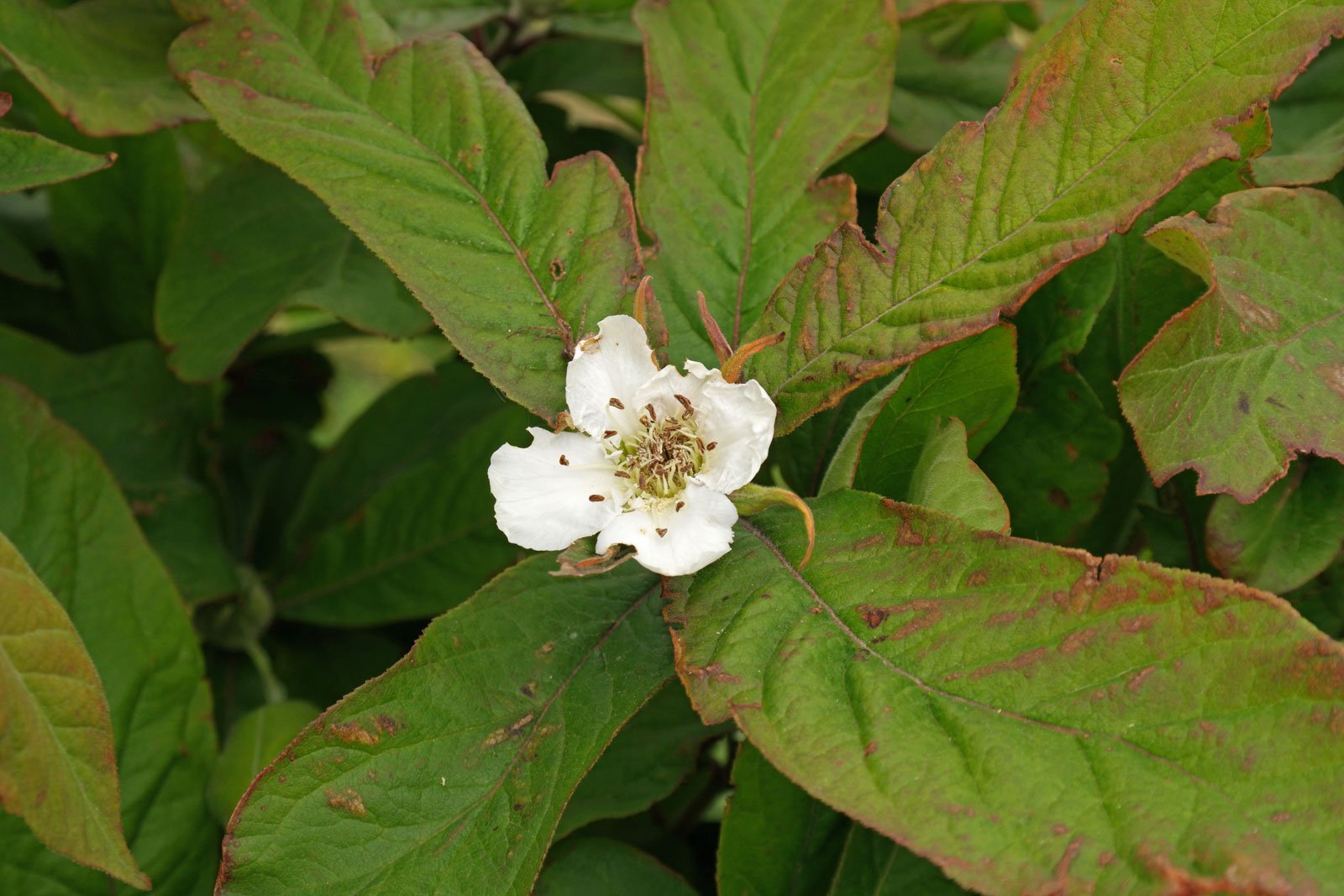 Mespilus germanica
