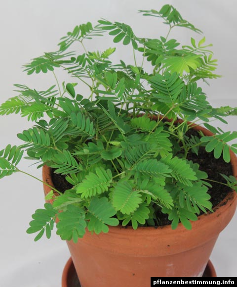 Mimose