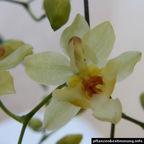 Oncidium Tiny Twinkle