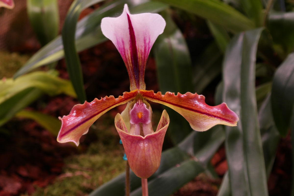 Paphiopedilum Latanianum