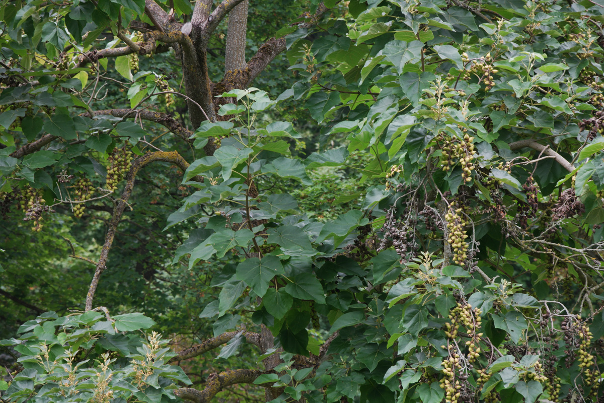 Paulownia tomentosa