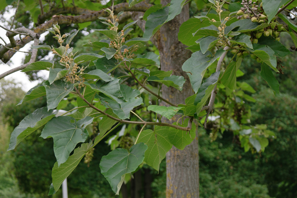 Paulownia tomentosa
