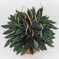 Peperomia caperata Rosso