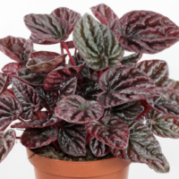 Peperomia caperata cv