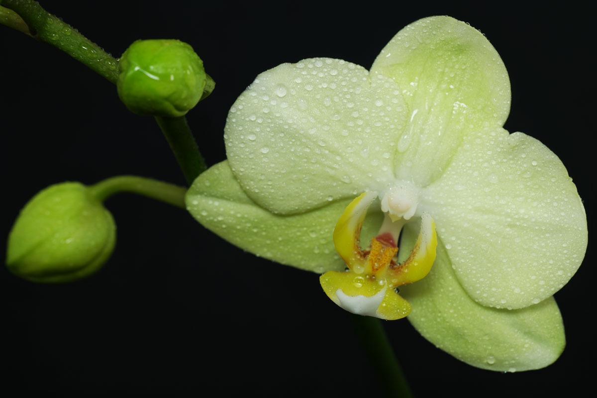 Phalaenopsis-green