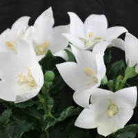 Platycodon grandiflorus Astra White