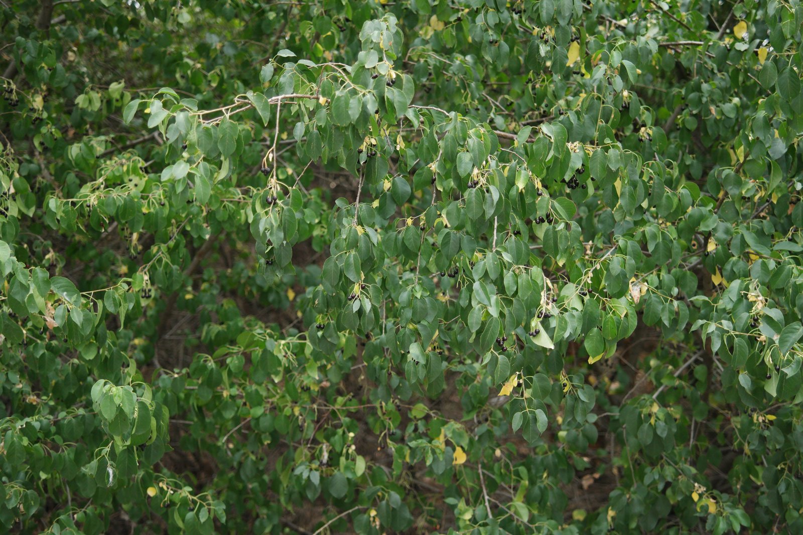 Prunus mahaleb