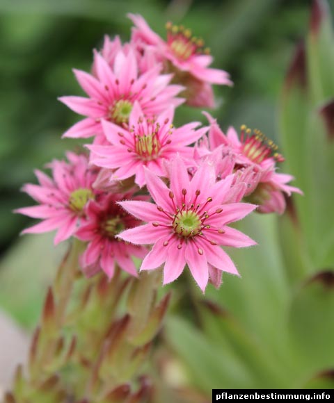 Sempervivum arachnoideum