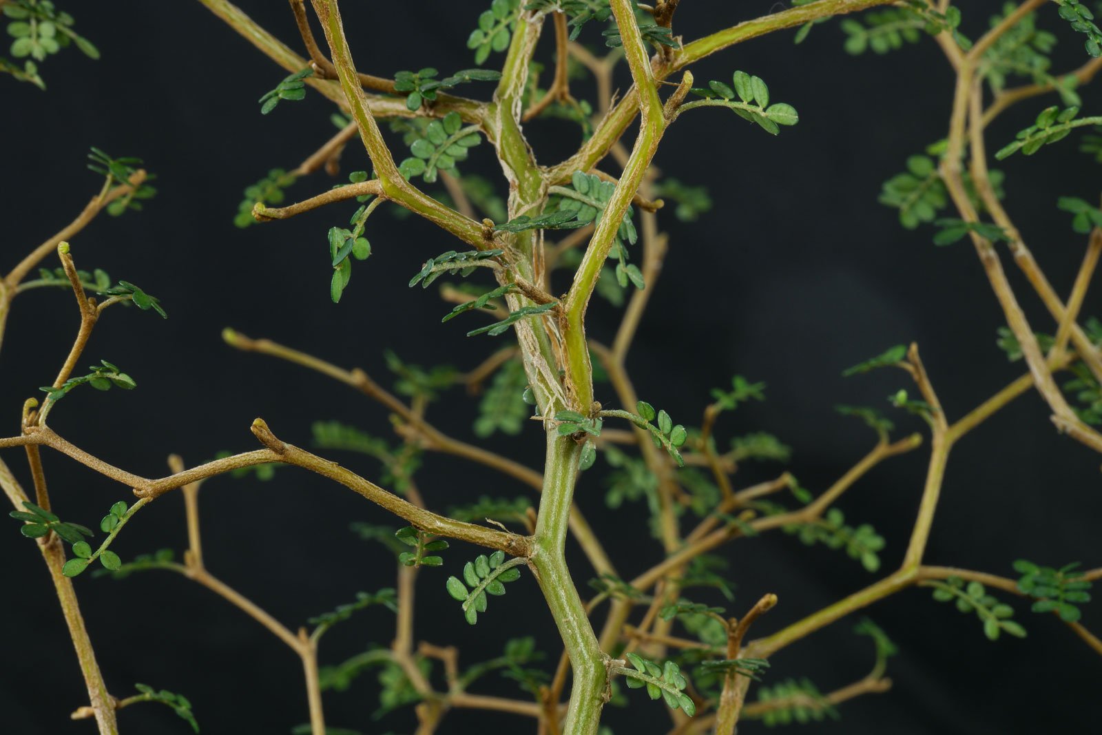 Sophora prostrata Little Baby