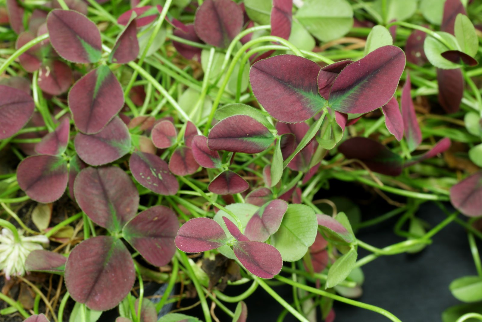 Trifolium repens Isabella