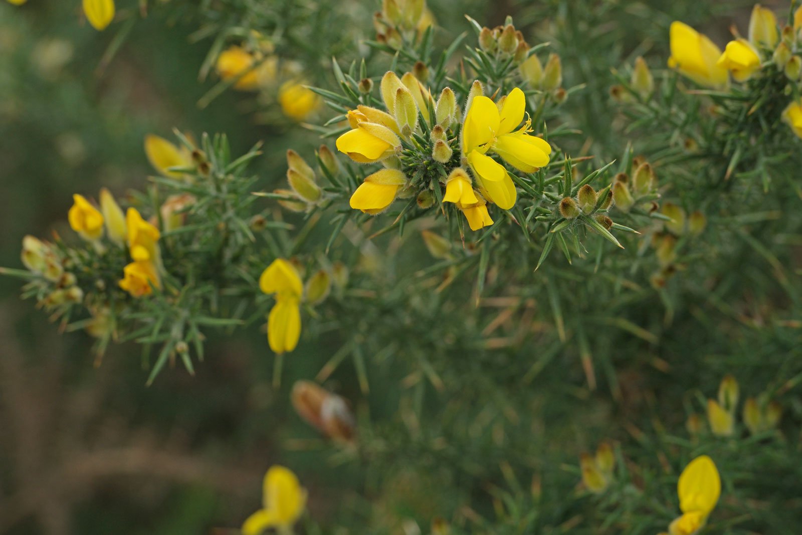 Ulex europaeus