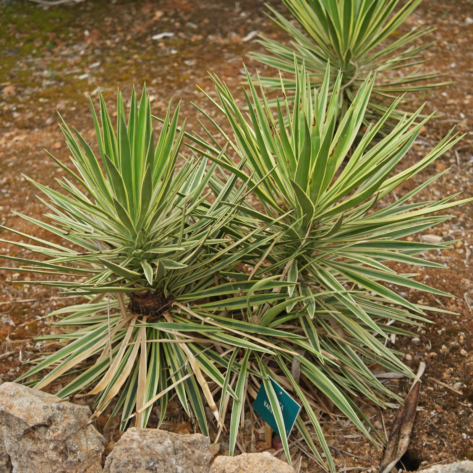 Yucca sp. Variegata
