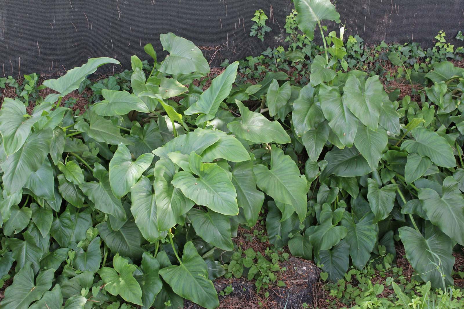 Zantedeschia aethiopica