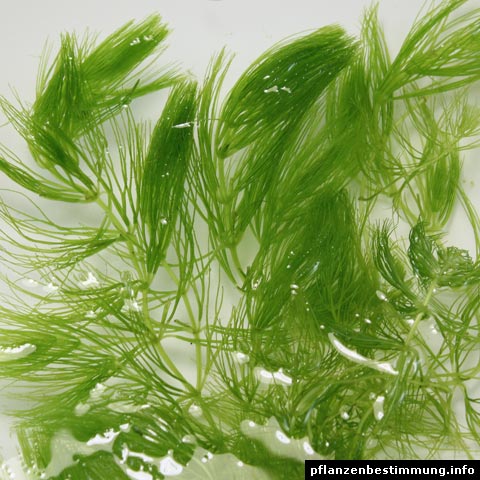 ceratophyllum demersum