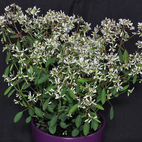 euphorbia hypericifolia