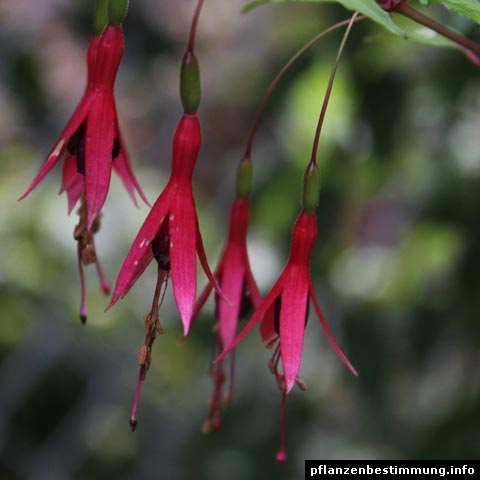 Fuchsia magellanica