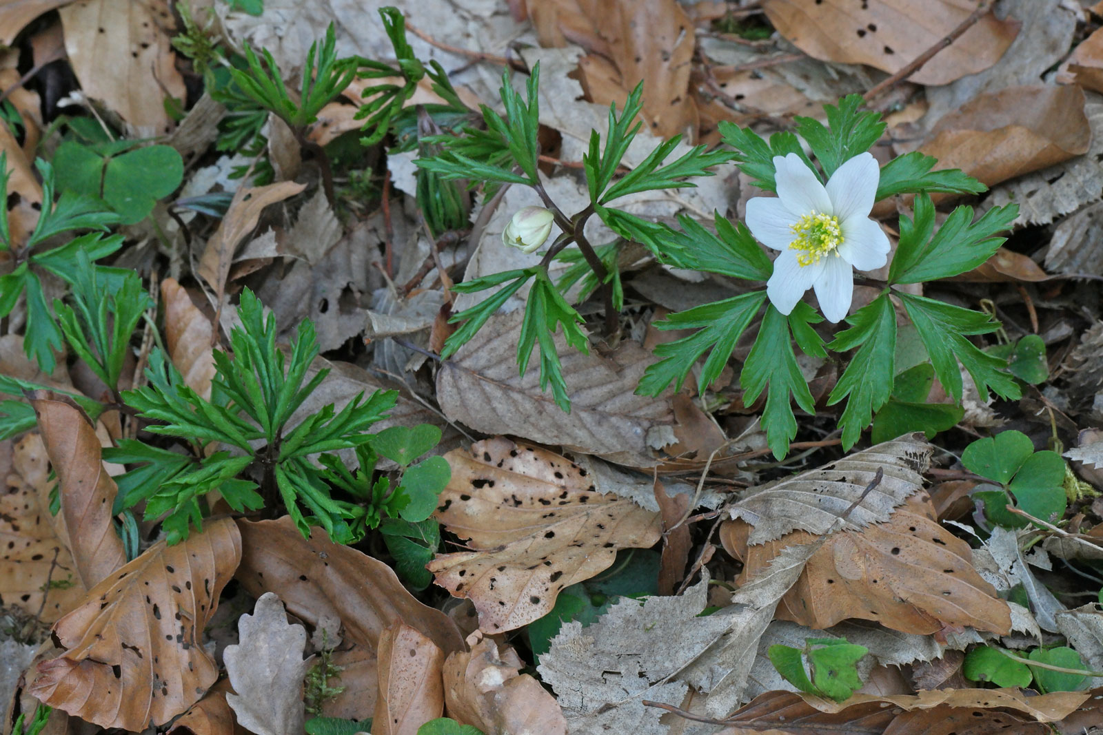 Anemone nemorosa