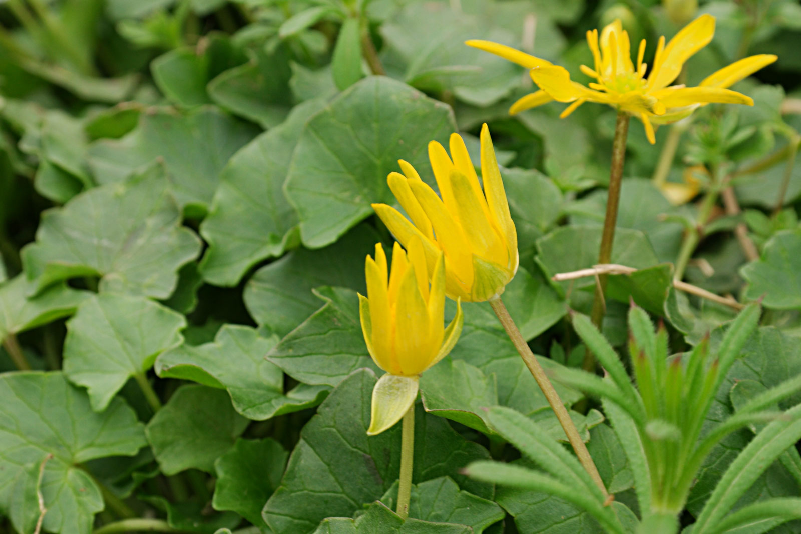 Ficaria verna