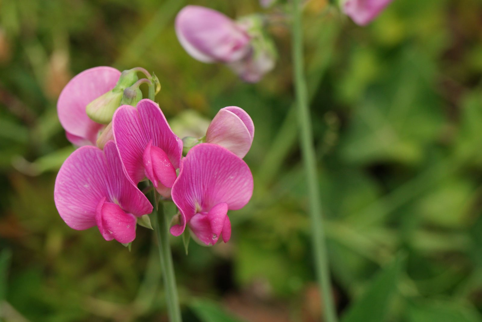 Lathyrus odoratus
