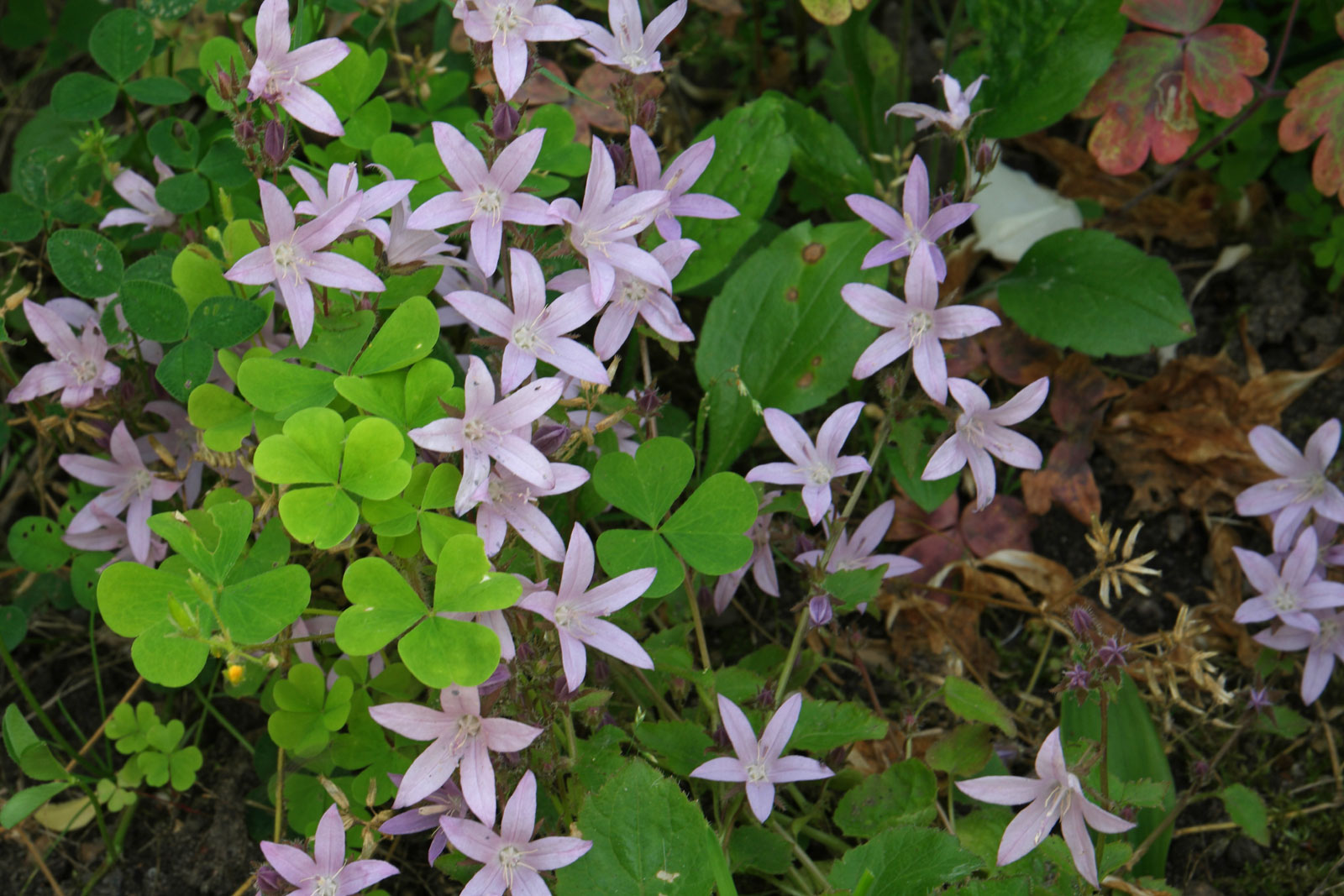 Campanula poscharskyana
