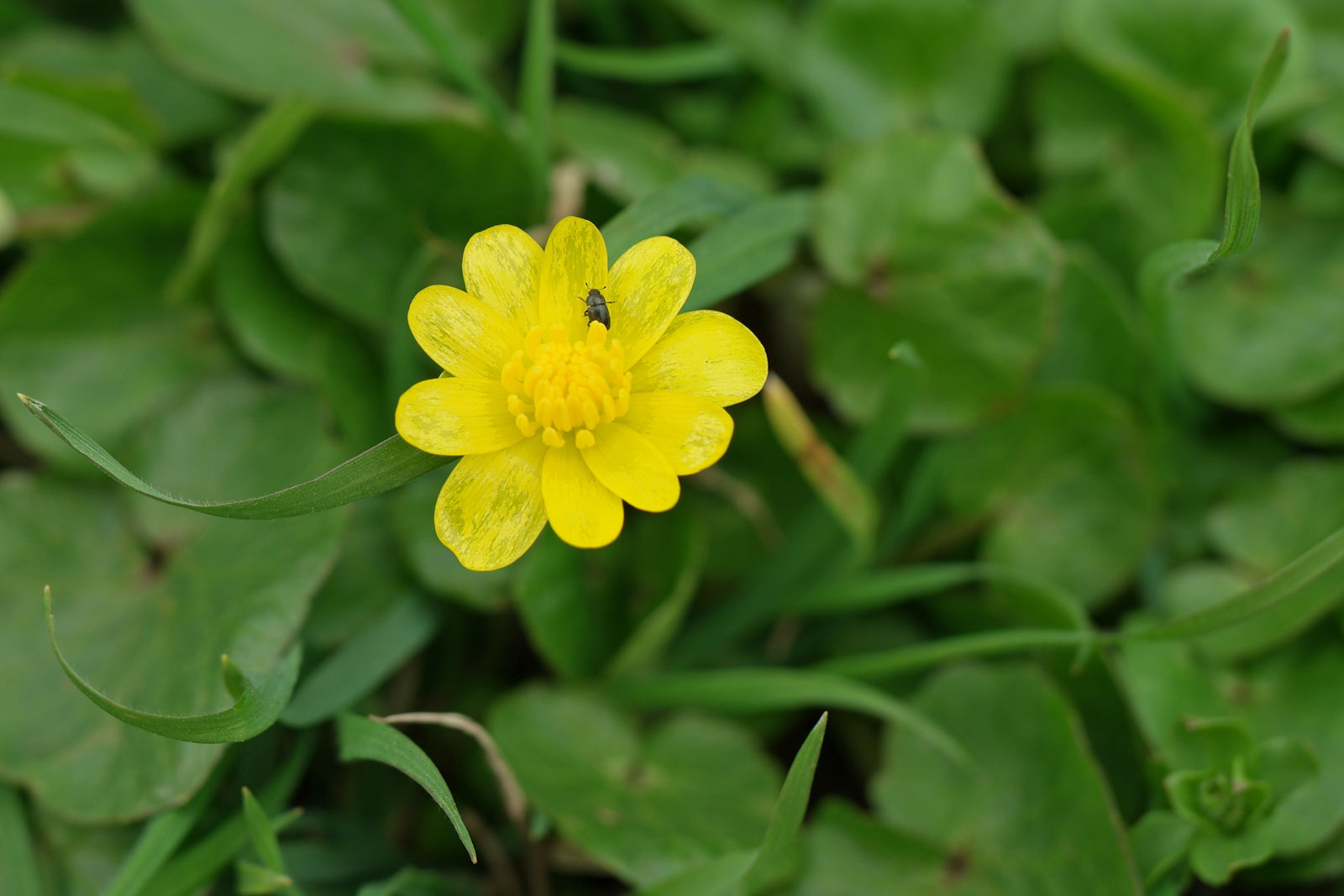 Ficaria verna