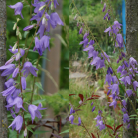 Acker Glockenblume
