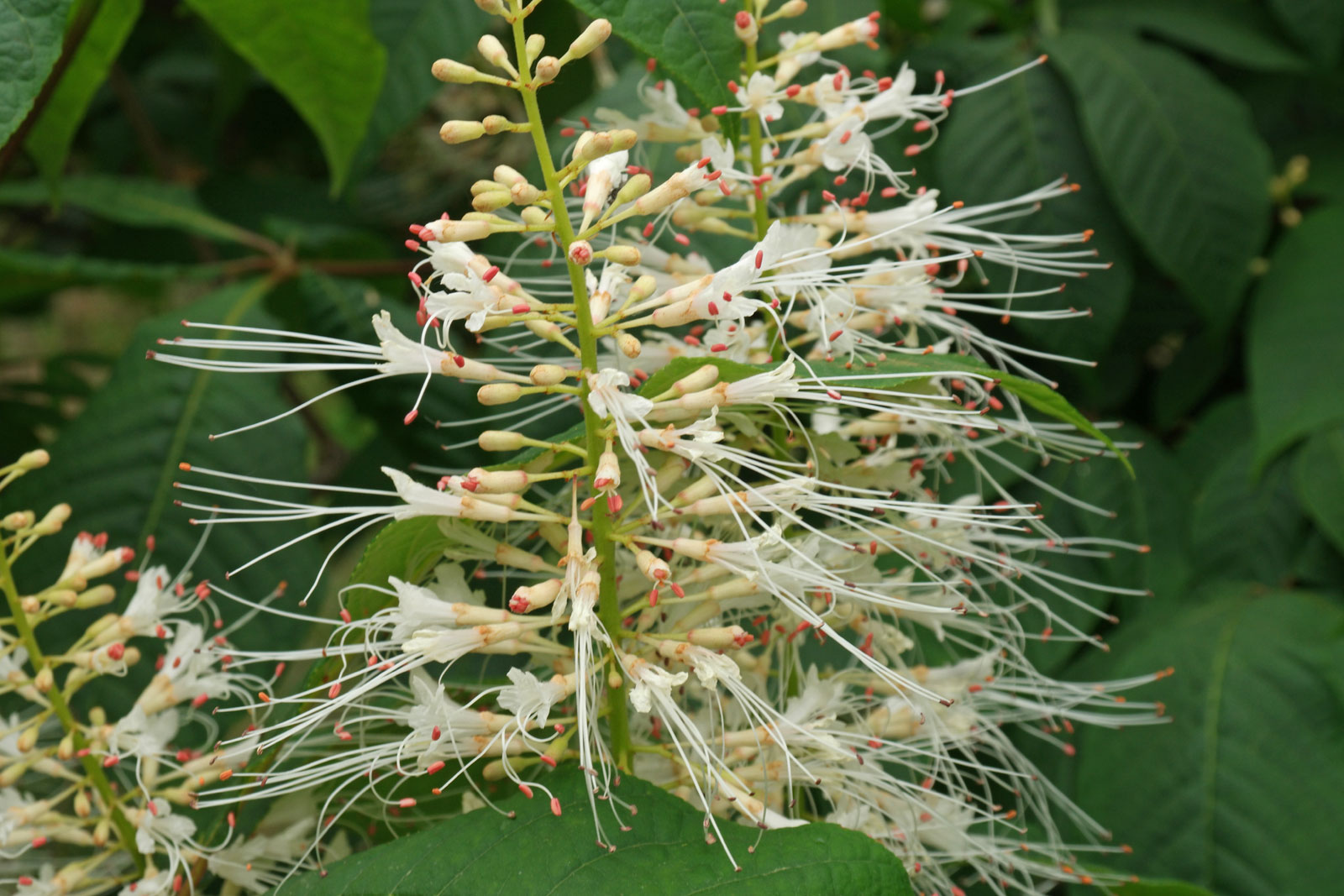 Aesculus parviflora