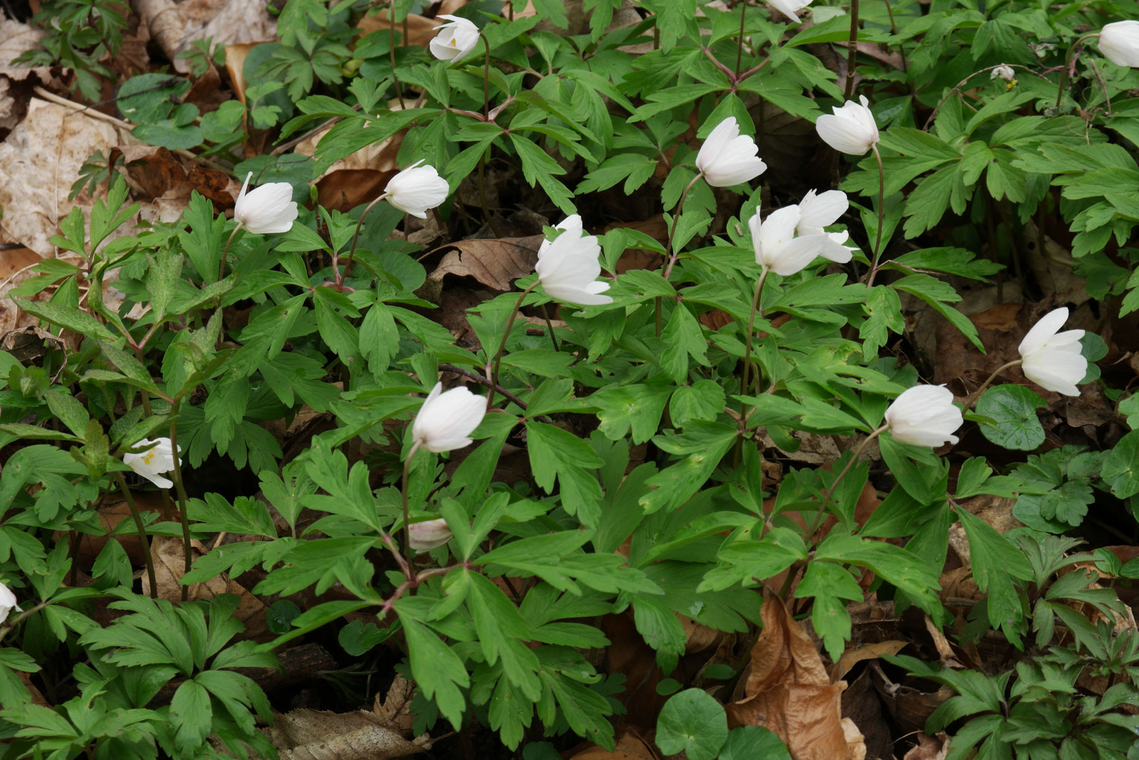 Anemone nemorosa