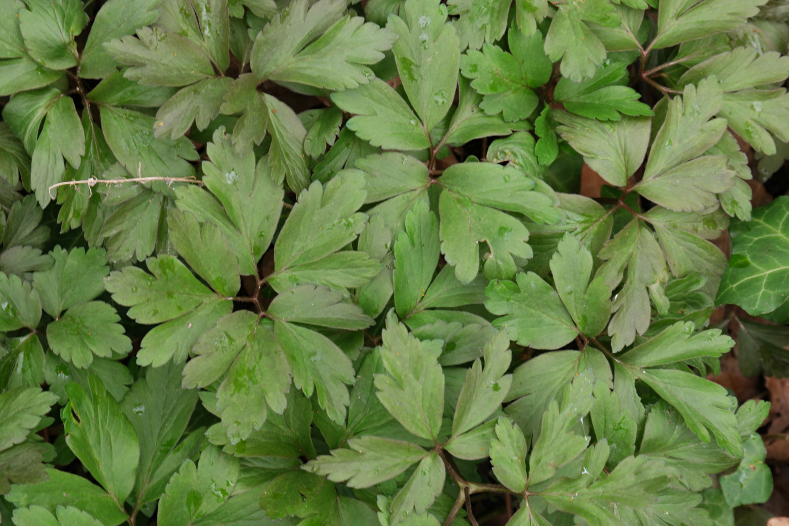 Anemone nemorosa