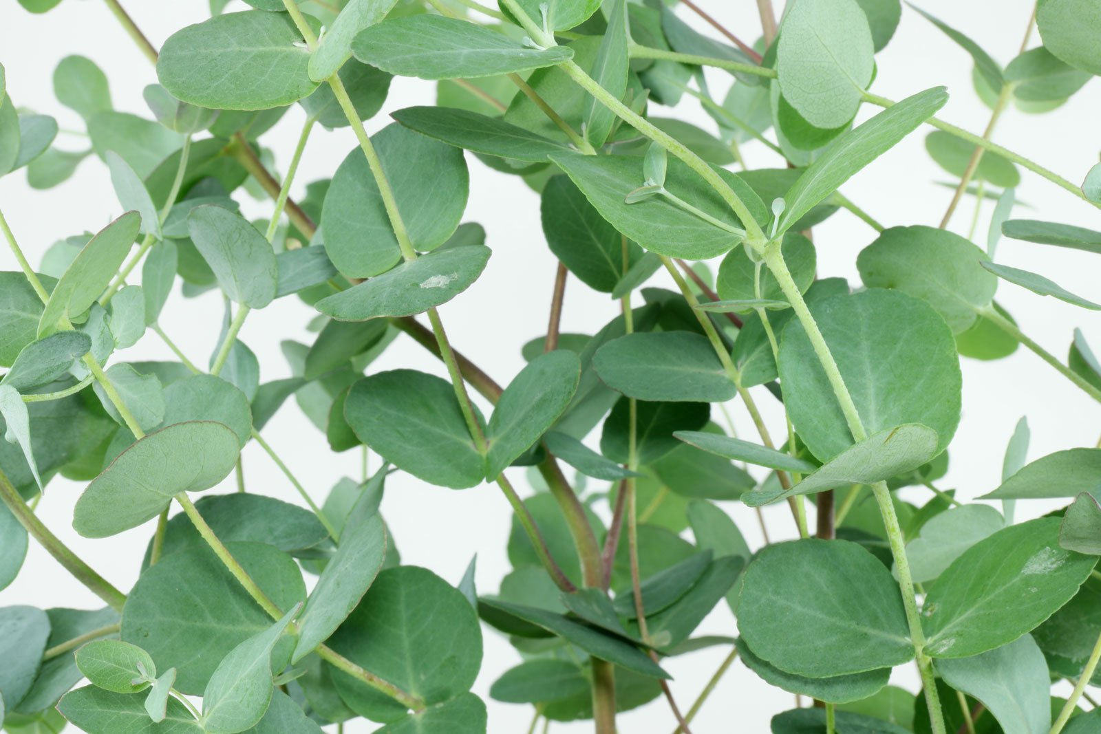 Eucalyptus gunnii