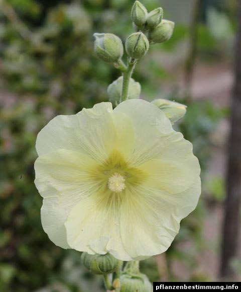 Gelbe Stockrose