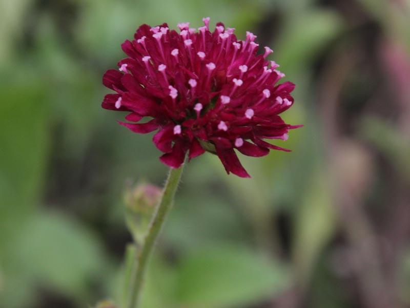 Knautia macedonica
