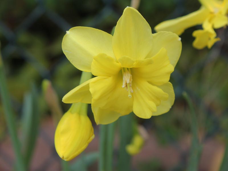 Narcissus jonquilla Tripartite