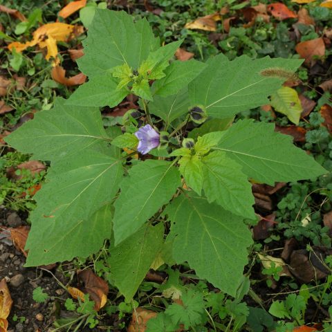 Nicandra physalodes