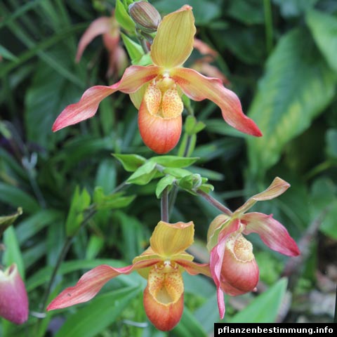 Phragmipedium-Hybride