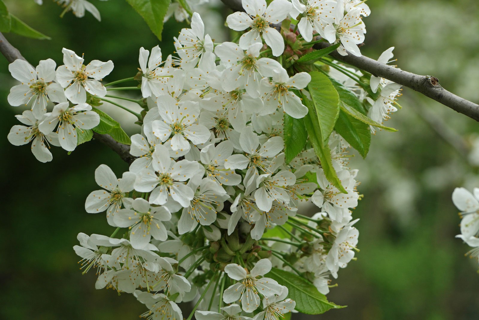 Prunus avium cv.