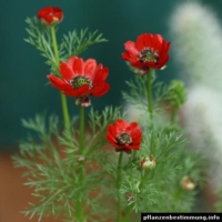 Adonis aestivalis