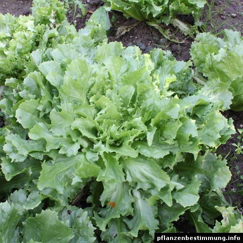 cichorium endivia