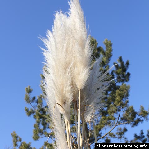 cortaderia selloana