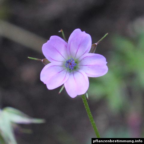 geranium columbinum