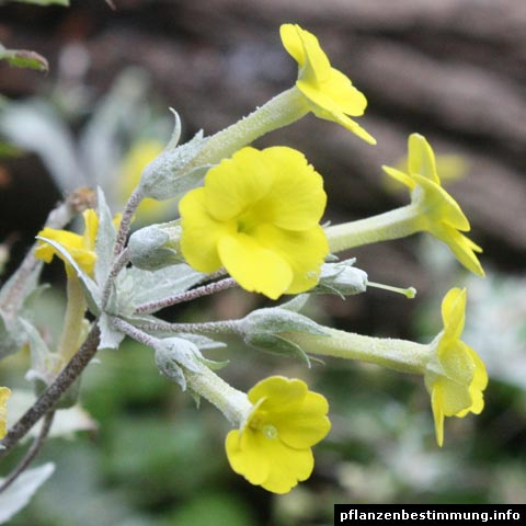 primula x kewensis