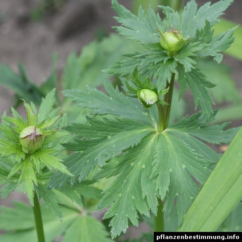 trollius chinensis