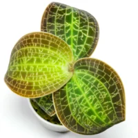 Orquídea-jóia Dossinia marmorata
