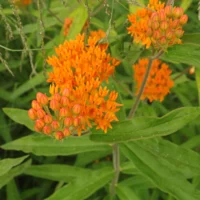 Asclepias tuberosa subsp. interior