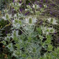 Eryngium giganteum