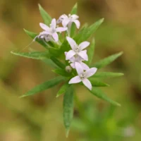 Sherardia arvensis